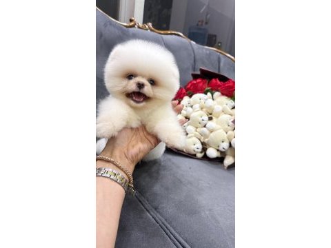 Orjinal pomeranian boo