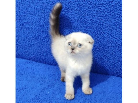 Scottish fold yavru teslime hazırdır