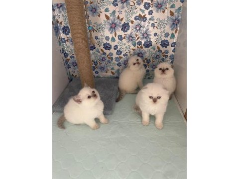 A kalite scottish fold yavrularımız yeni yuvasına hazır