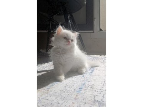Kar beyazı a kalite pofuduk yavrum