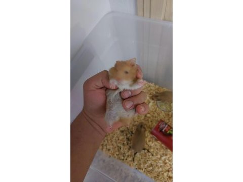 6 adet hamster