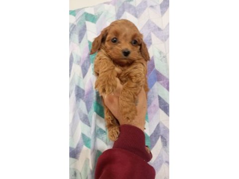 Toy maltipoo yavrularımız