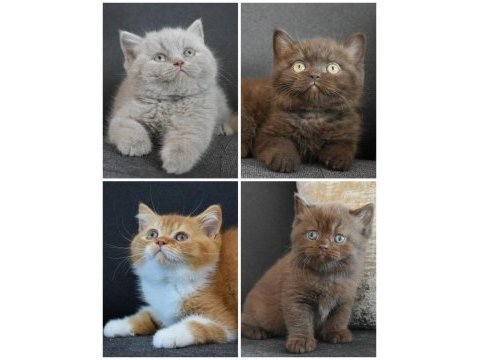 Muhteşem british shorthair yavrular