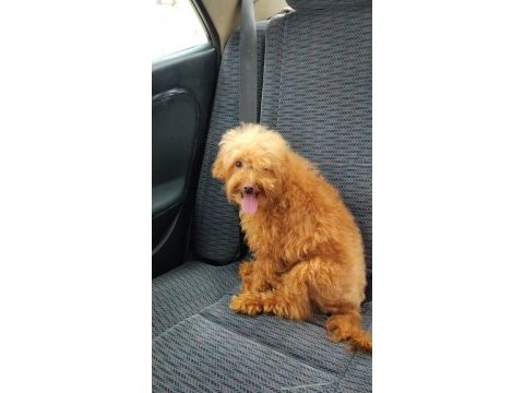 7 aylık maltipoo