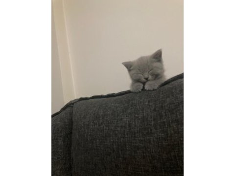 A kalite british shorthair yavrular sahiplendirilecektir