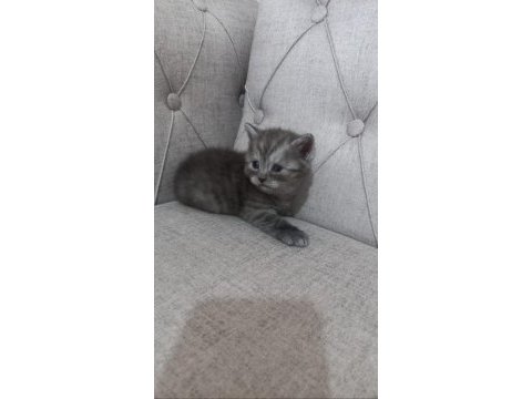 Yavru british longhair