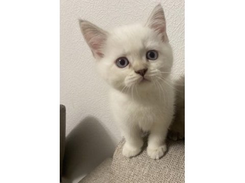 Golden point british shorthair yavruma yuva