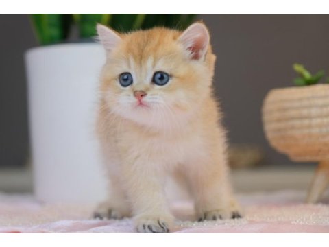 Top kafa british shorthair black golden ny11