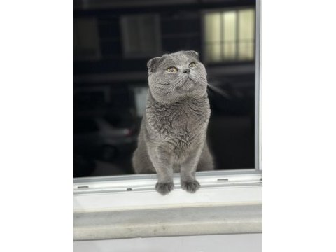 2 yaşında scottish fold