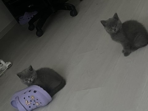 2 aylık safkan british shorthair