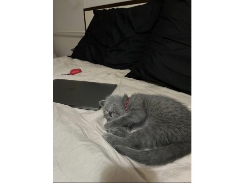Scottish fold 4 aylık