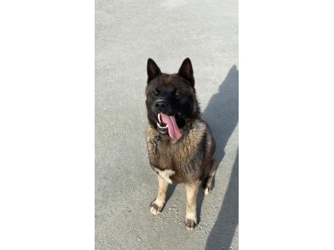 Amerikan akita 1,5 yaşında