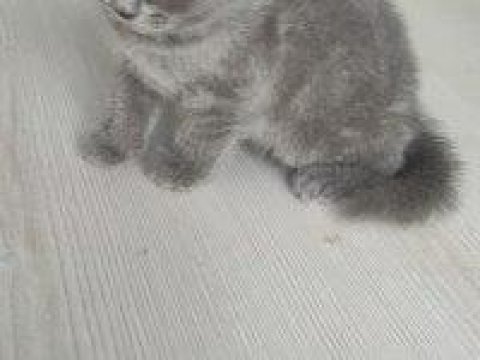 British longhair saf ırk 1 erkek ve 1 dişi