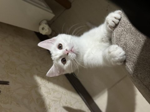 Dünya tatlısı yavru british shorthair