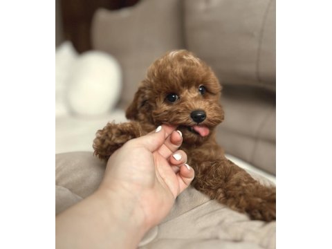 Tuvalet eğitimli maltipoo yavrular
