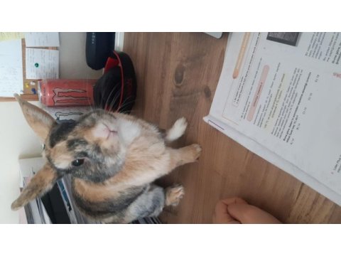 Cüce tavşanıma çiftleşmesi için dişi arıyorum