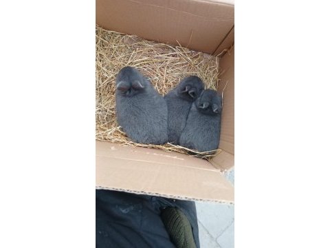 Cüce tavşan 4 adet