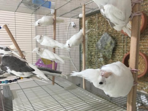 Yavru yetişkin mevcut kendi adıma bilezikli sultan papağanı