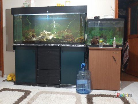 400 lt ve 75 lt akvaryum papağan ile takas ( 2 adet )