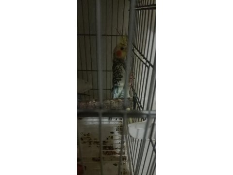 Sahibinden yavru sultan papağanı