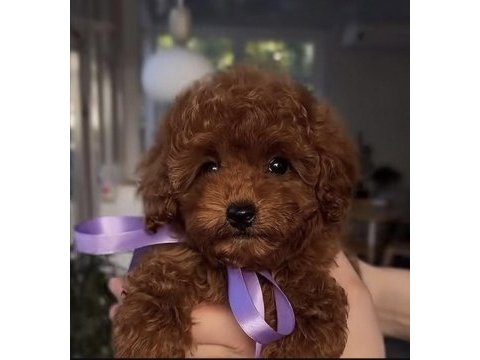 Toy poodle köpeğimiz için ulaşın