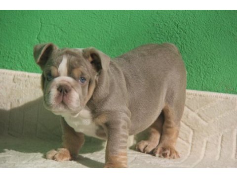 Sitenin en renkli en mütevazi bulldog şekerleri