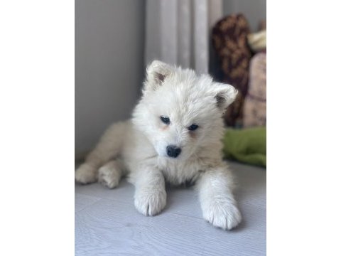 Dişi samoyed