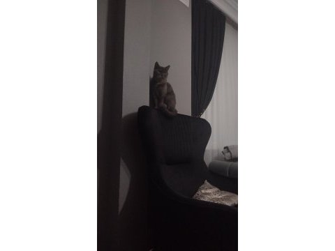 British shorthair kedimiz 3 yaşında