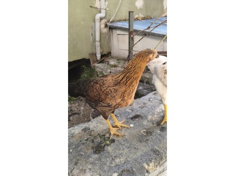 Siyah olan tavuk sarı olan horoz ikisi bir verilecek