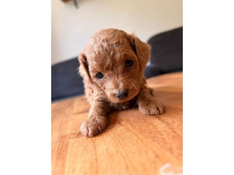 Muhteşem güzellikte teacup poodle yavruları