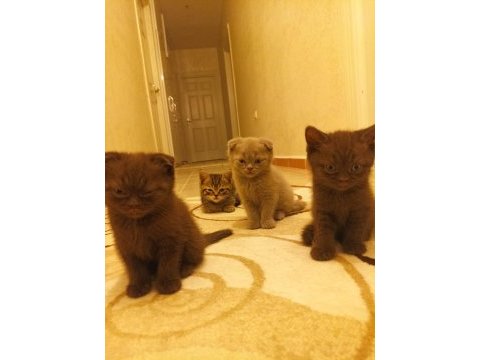 Scottish fold kedimin yavruları