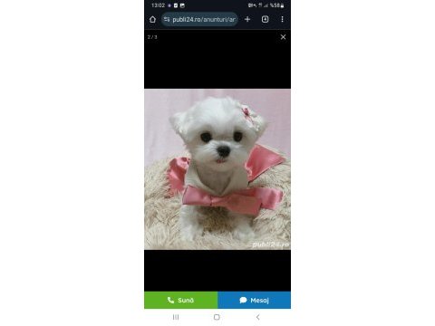 Orjinal safkan morkie