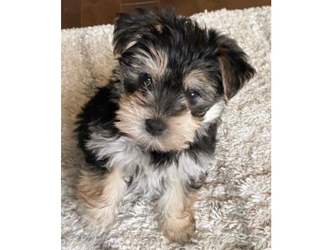 Çok sosyal sevecen yorkshire terrier yavrular
