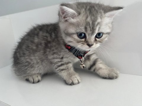 Annesi british shorthair babası scottish