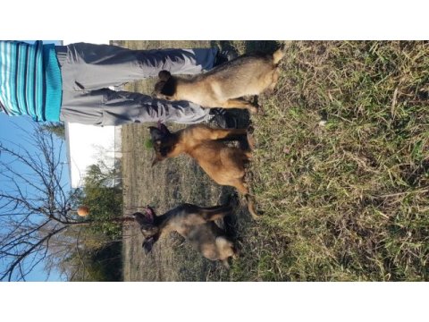 Malinois köpeğimiz