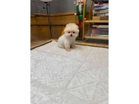 Pomeranian boo yavrularımız için ulaşın