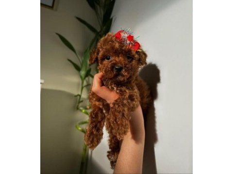 Türkiyenin en elit kore kan red brown toy poodle bebekleri
