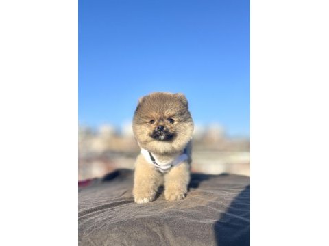 Ayı surat pomeranian boo yavrular