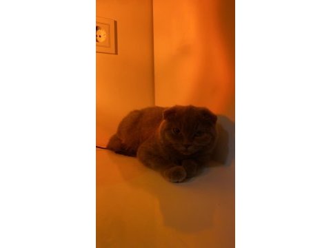 Scottish fold kedimiz