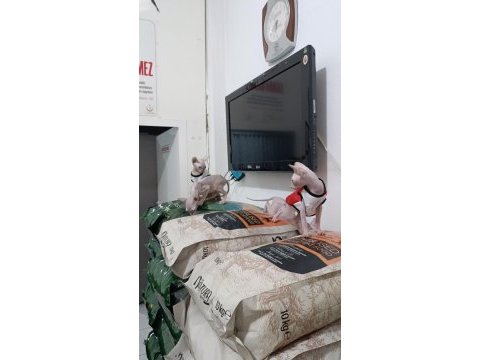 Teslime hazır dişi ve erkek sfenks bebeklerimiz