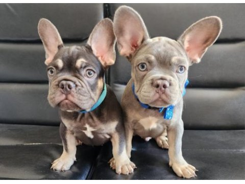 French bulldog yavrularımız
