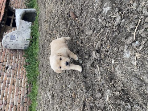 Baby fare golden retriever yavrular