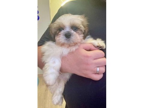 Safkan shih tzu erkek yavru parazit ve aşı yapıldı