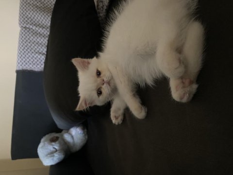 Exotic shorthair yavru 2.5 aylık