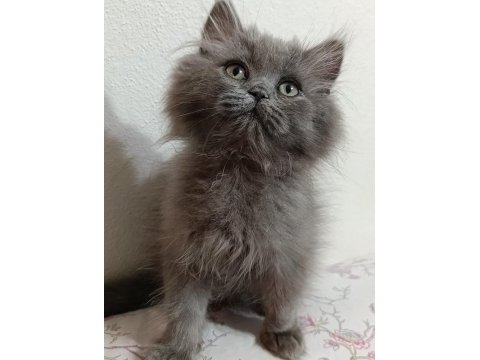3 aylık erkek yavru british longhair