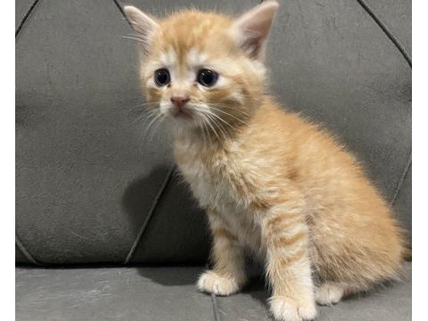 2 aylık british longhair ve siyam yavrular yuva arıyor
