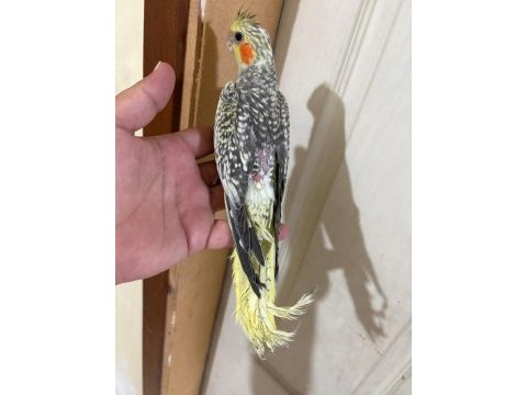 Evlere maskot 50 günlük sultan bebek