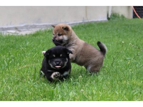 Shiba inu ırk
