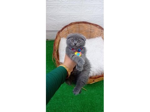 En kalitelisini isteyene scottish fold