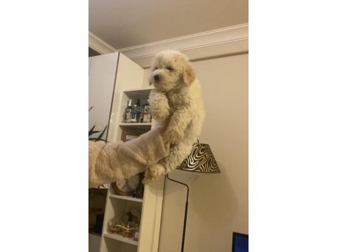 Erkek oyuncu maltipoo köpeğim